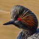 Поганка черношейная — Podiceps nigricollis