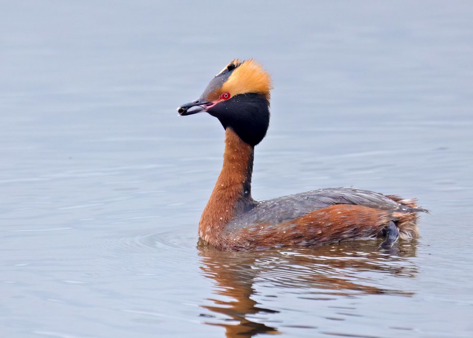 Поганка красношейная — Podiceps auritus