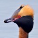 Поганка красношейная — Podiceps auritus