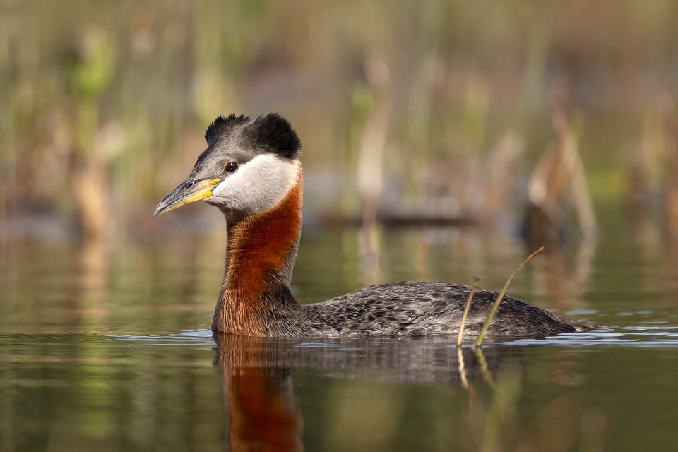 Поганка серощёкая — Podiceps grisegena