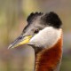Поганка серощёкая — Podiceps grisegena