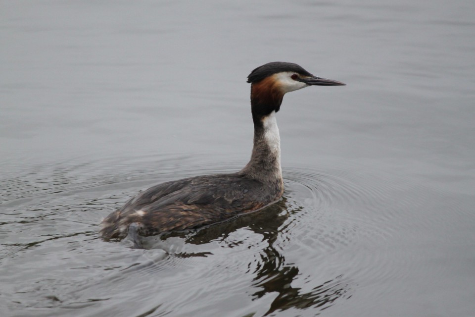 Поганка большая, чомга — Podiceps cristata