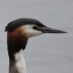Поганка большая, чомга — Podiceps cristata