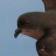 Качурка прямохвостая — Hydrobates pelagicus