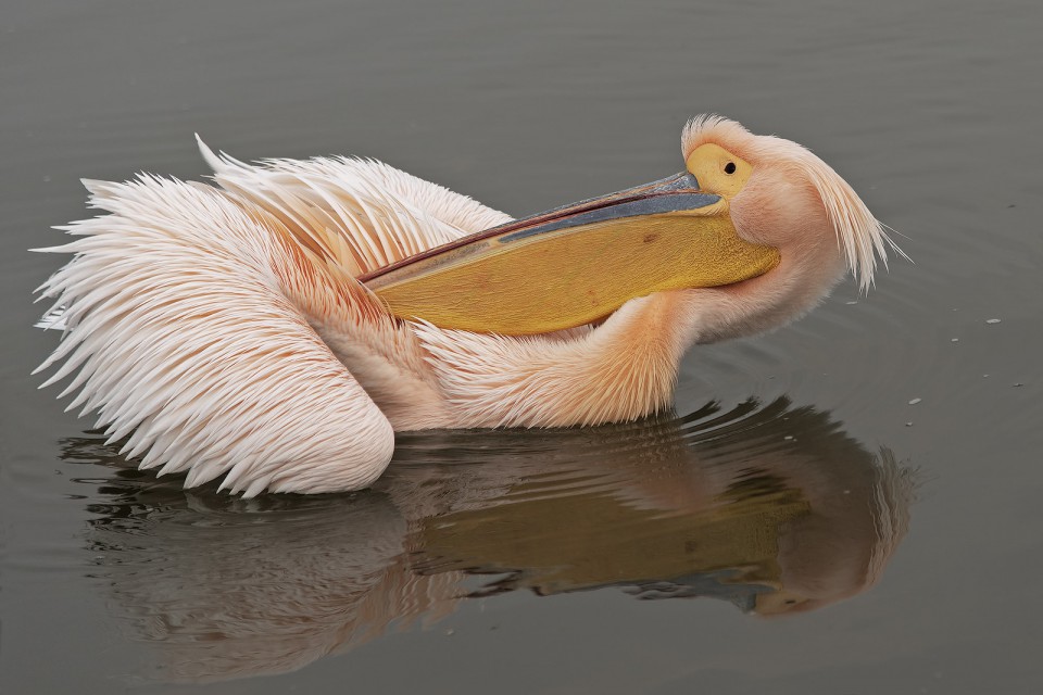 Пеликан розовый — Pelecanus onocrotalus