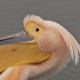 Пеликан розовый — Pelecanus onocrotalus