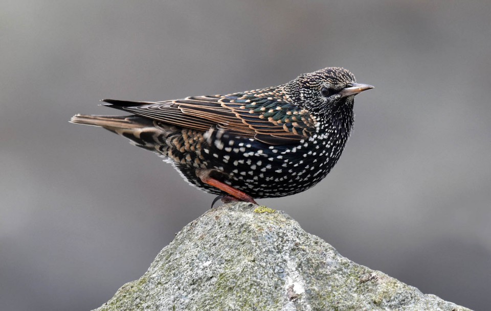 Скворец обыкновенный (Sturnus vulgaris)