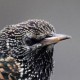 Скворец обыкновенный (Sturnus vulgaris)