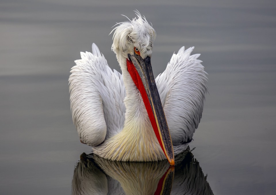 Пеликан кудрявый — Pelecanus crispus