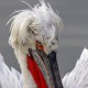 Пеликан кудрявый — Pelecanus crispus