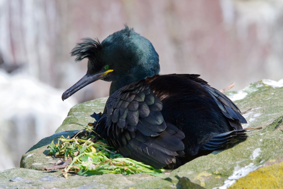 Баклан хохлатый — Phalacrocorax aristotelis