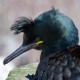 Баклан хохлатый — Phalacrocorax aristotelis