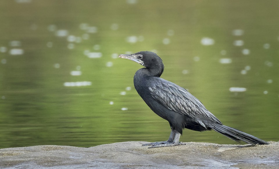 Баклан малый — Phalacrocorax pygmaeus