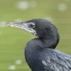 Баклан малый — Phalacrocorax pygmaeus
