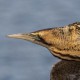 Выпь большая — Botaurus stellaris