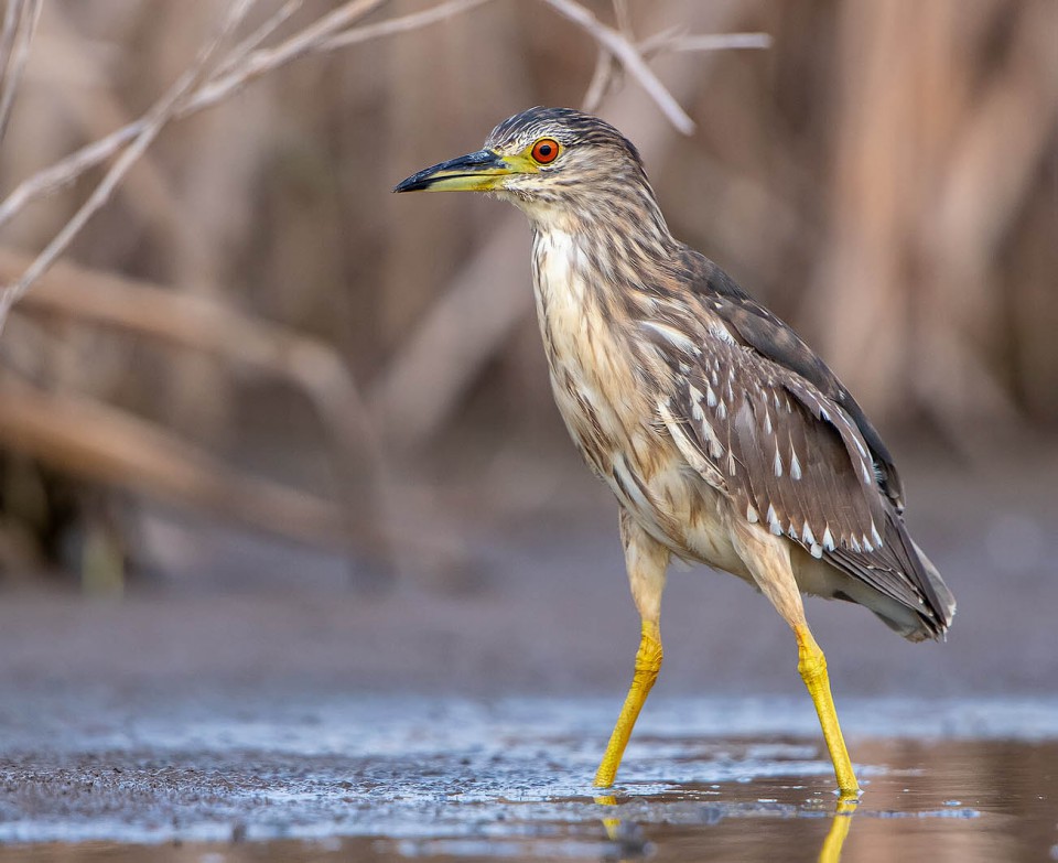Кваква — Nycticorax nycticorax