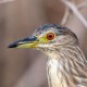 Кваква — Nycticorax nycticorax