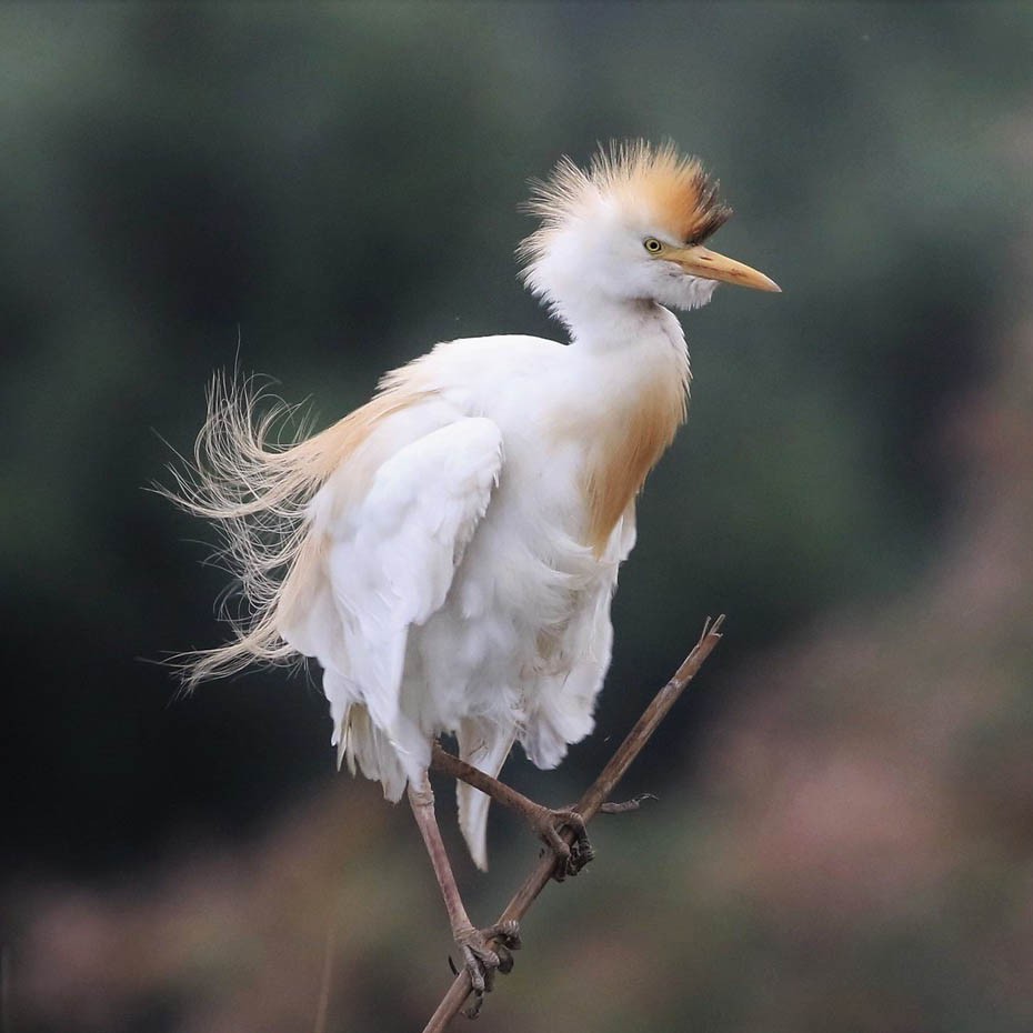 Цапля египетская — Bubulcus ibis
