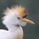 Цапля египетская — Bubulcus ibis