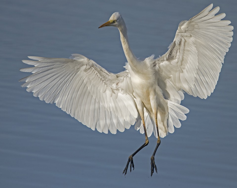 Цапля большая белая — Egretta alba