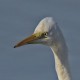 Цапля большая белая — Egretta alba