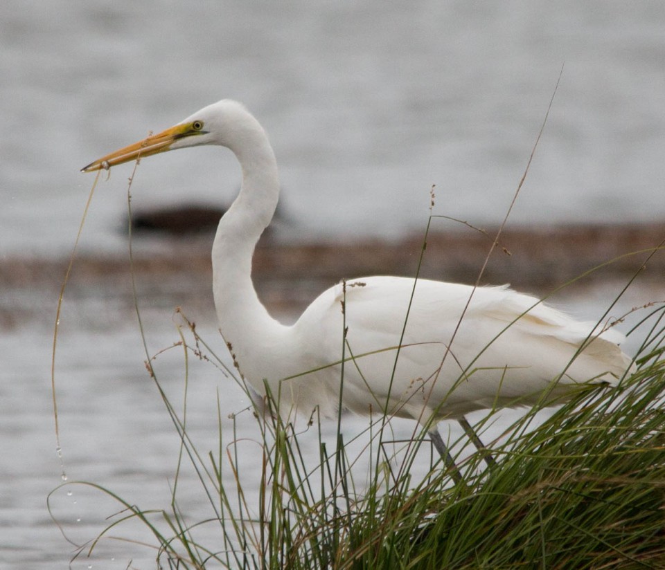 Цапля южная белая — Egretta modesta