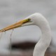 Цапля южная белая — Egretta modesta