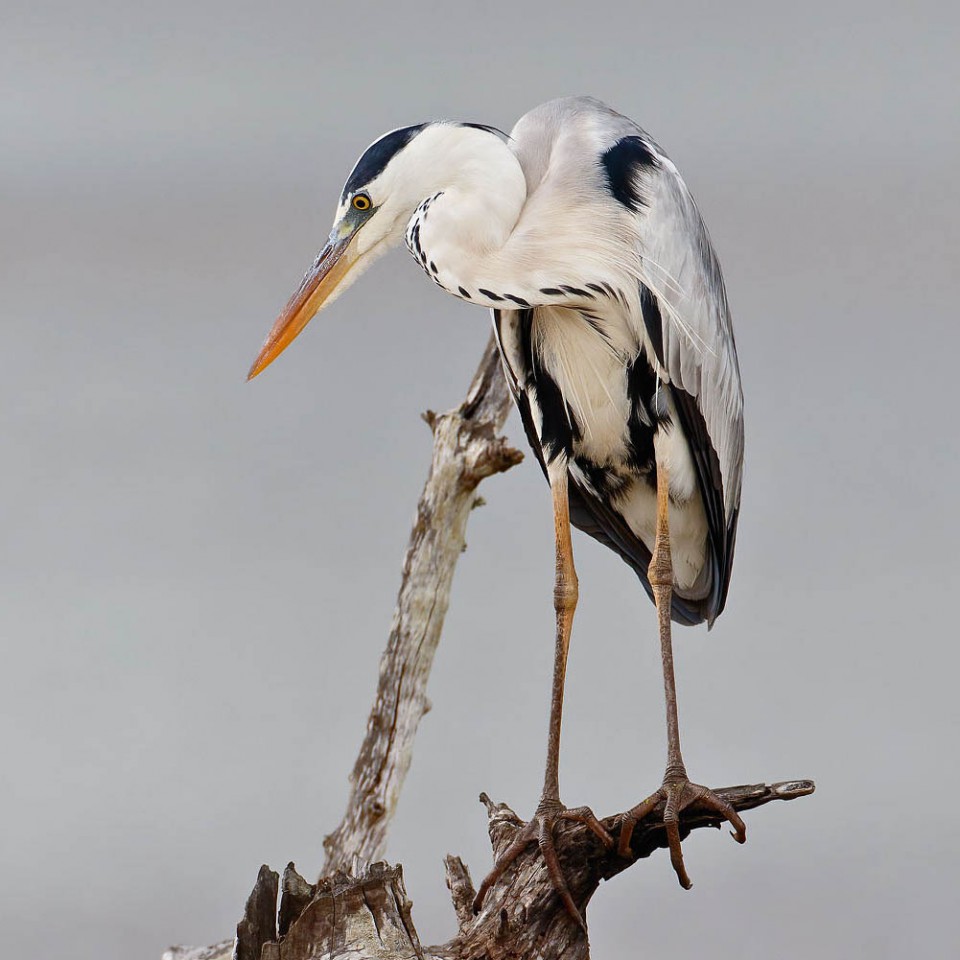 Цапля серая — Ardea cinerea
