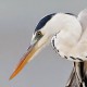 Цапля серая — Ardea cinerea