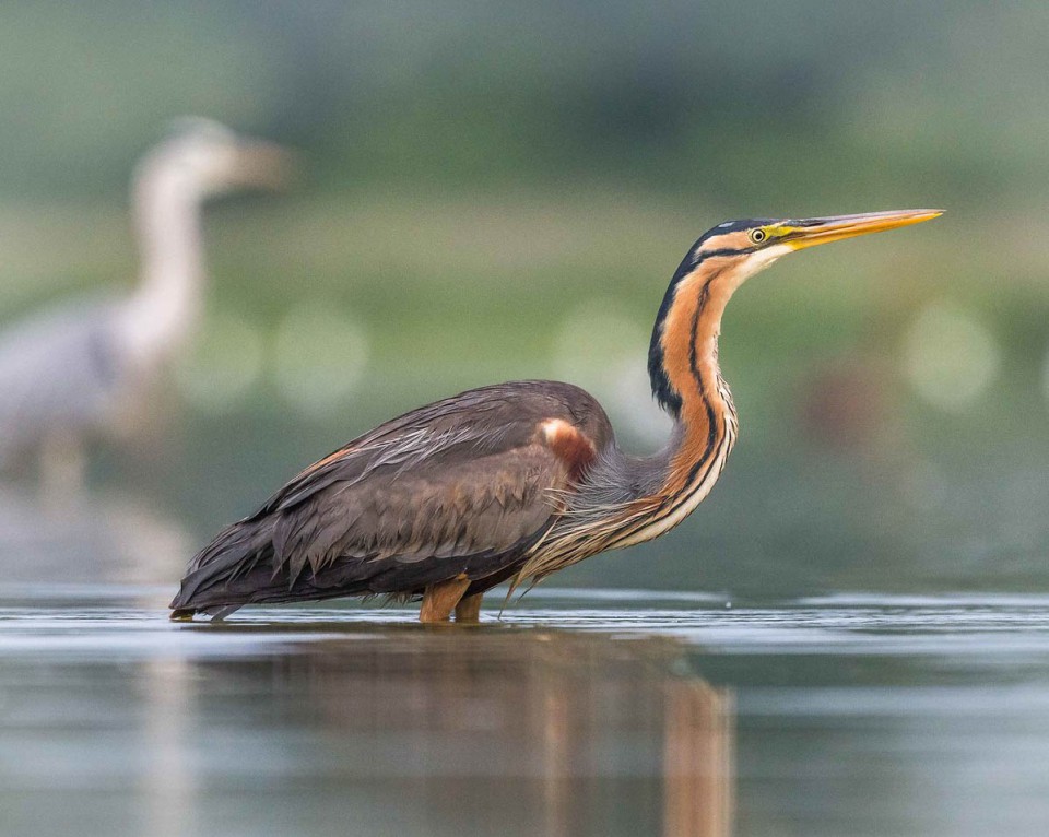 Цапля рыжая — Ardea purpurea