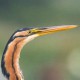 Цапля рыжая — Ardea purpurea