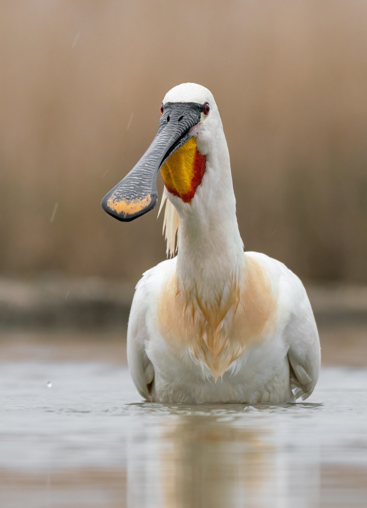 Колпица — Platalea leucorodia