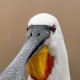 Колпица — Platalea leucorodia