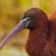 Каравайка — Plegadis falcinellus