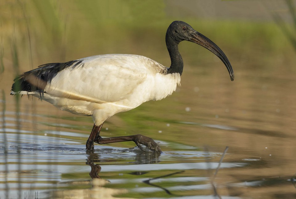 Ибис священный — Threskiornis aethiopicus