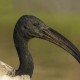 Ибис священный — Threskiornis aethiopicus