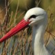 Аист белый — Ciconia ciconia