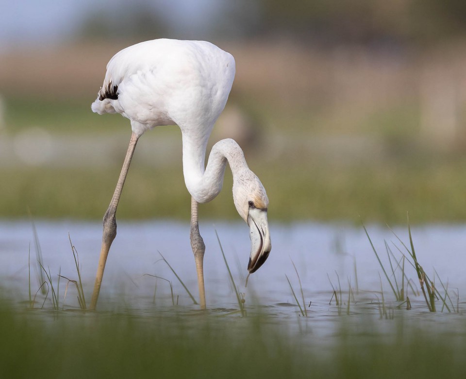 Фламинго розовый — Phoenicopterus roseus