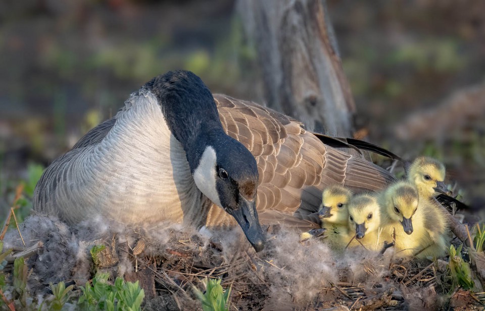 Казарка канадская — Branta canadensis