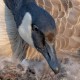 Казарка канадская — Branta canadensis