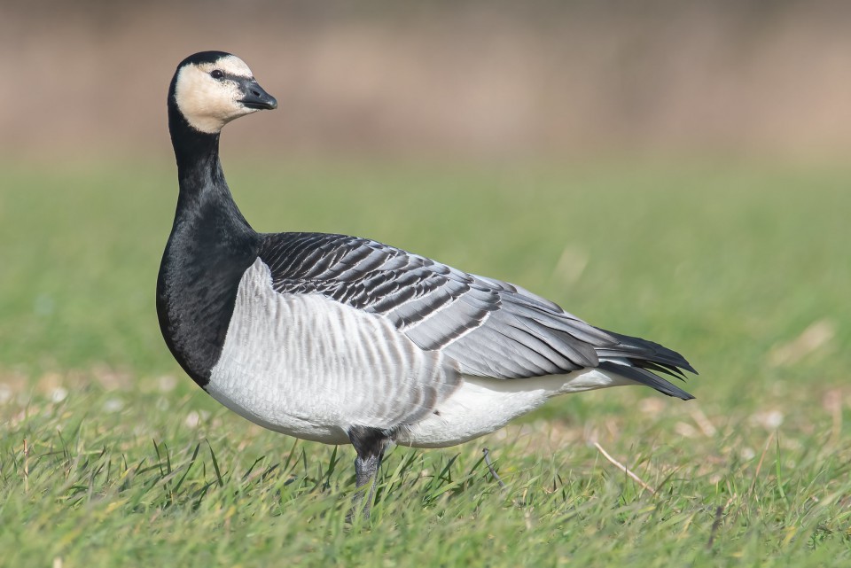 Казарка белощёкая — Branta leucopsis