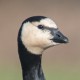Казарка белощёкая — Branta leucopsis