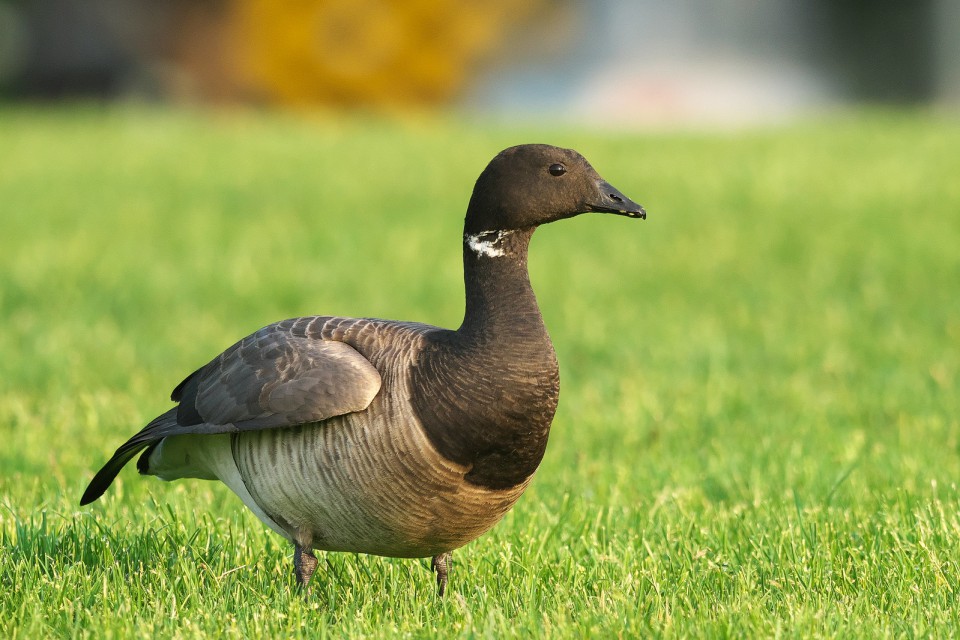 Казарка чёрная — Branta bernicla