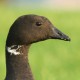 Казарка чёрная — Branta bernicla