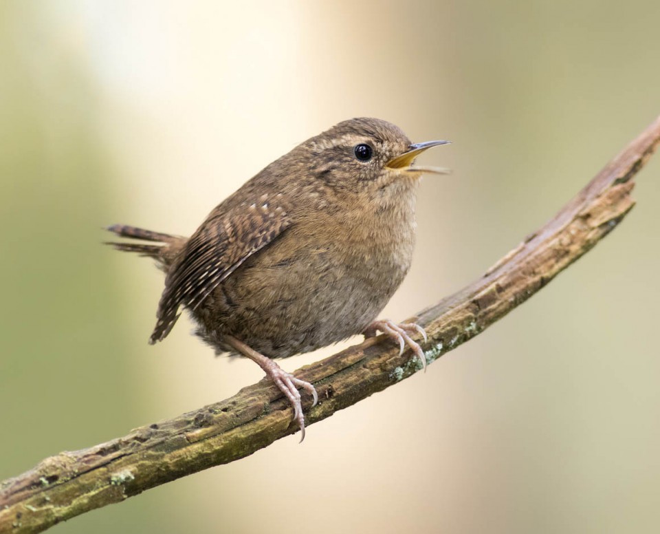 Крапивник (Troglodytes troglodytes)