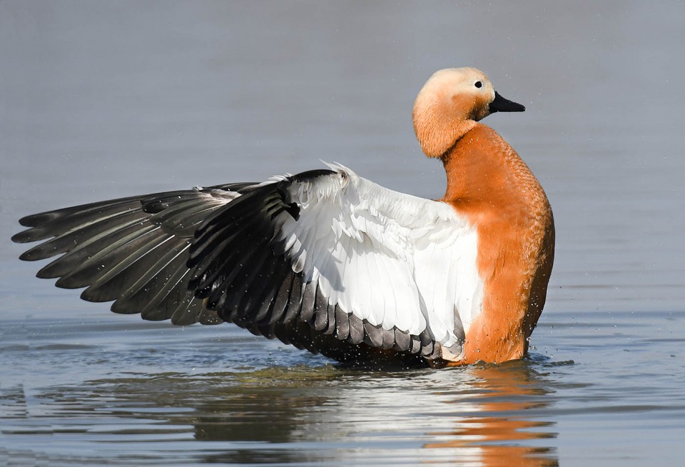 Огарь — Tadorna ferruginea