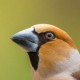 Дубонос (Coccothraustes coccothraustes)