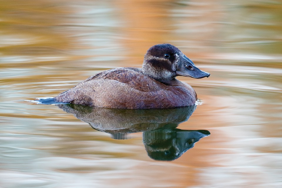 Савка — Oxyura leucocephala