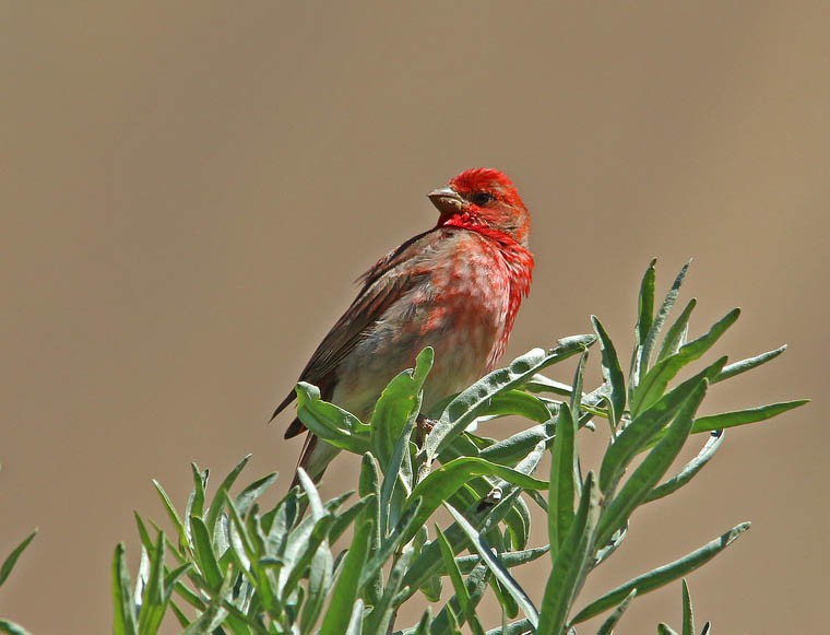 Чечевица (Carpodacus erythrinus)