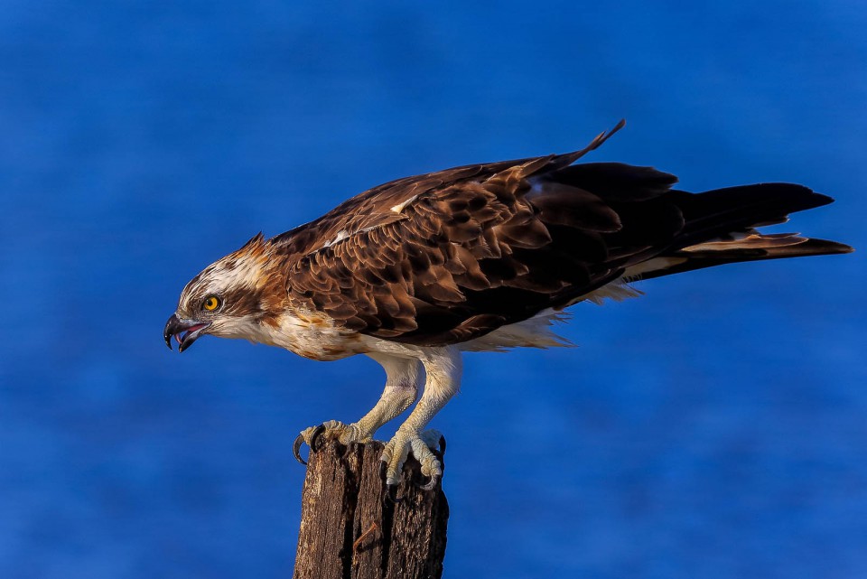 Скопа — Pandion haliaetus